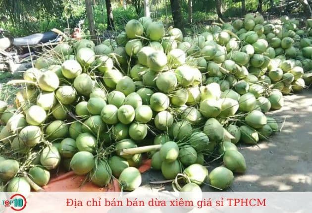 Vựa Dừa Quang Khải - Nơi hội tụ tinh hoa dừa xiêm
