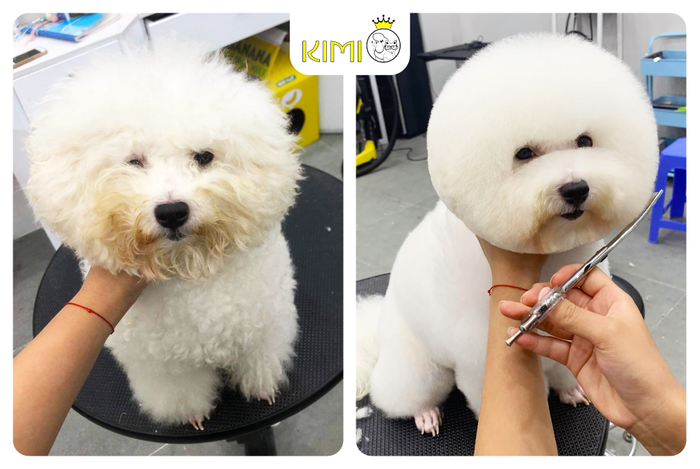 Ảnh Kimi Pet - Thế Giới Thú Cưng 1