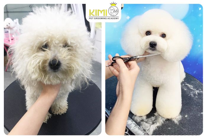 Ảnh Kimi Pet - Thế Giới Thú Cưng 2