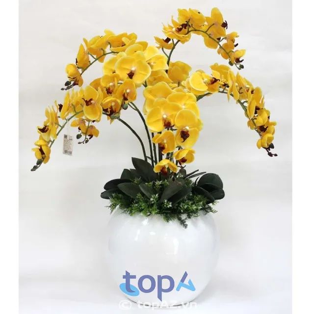 Cửa hàng hoa lan hồ điệp FLoLi – Nơi hội tụ sắc màu tươi đẹp