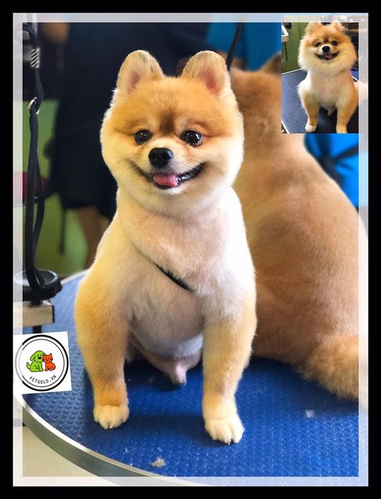Pet Gold - Siêu thị thú cưng ảnh 2