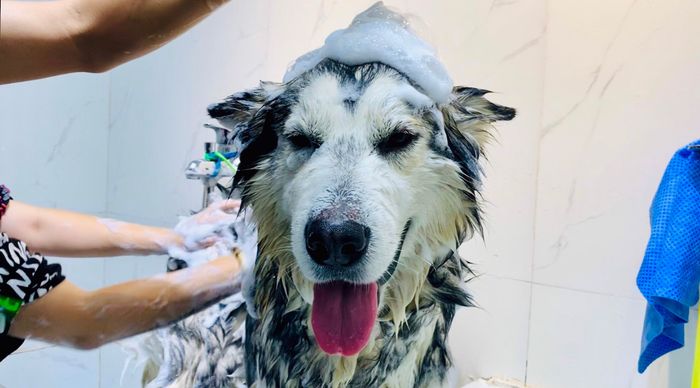 ILU Pet ảnh 2