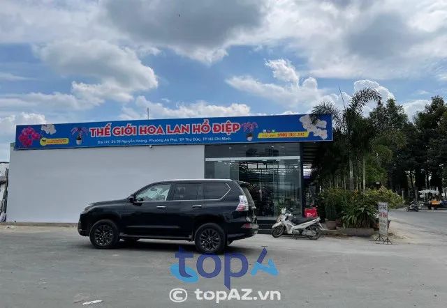 Địa chỉ của Thế giới Hoa Lan Hồ Điệp tại Sài Gòn – Nơi cung cấp những chậu hoa lan hồ điệp đẹp và chất lượng.
