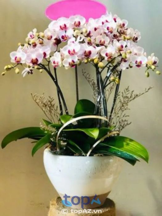 Saigon Orchid – Nơi bạn tìm thấy vẻ đẹp hoa lan hồ điệp tuyệt vời