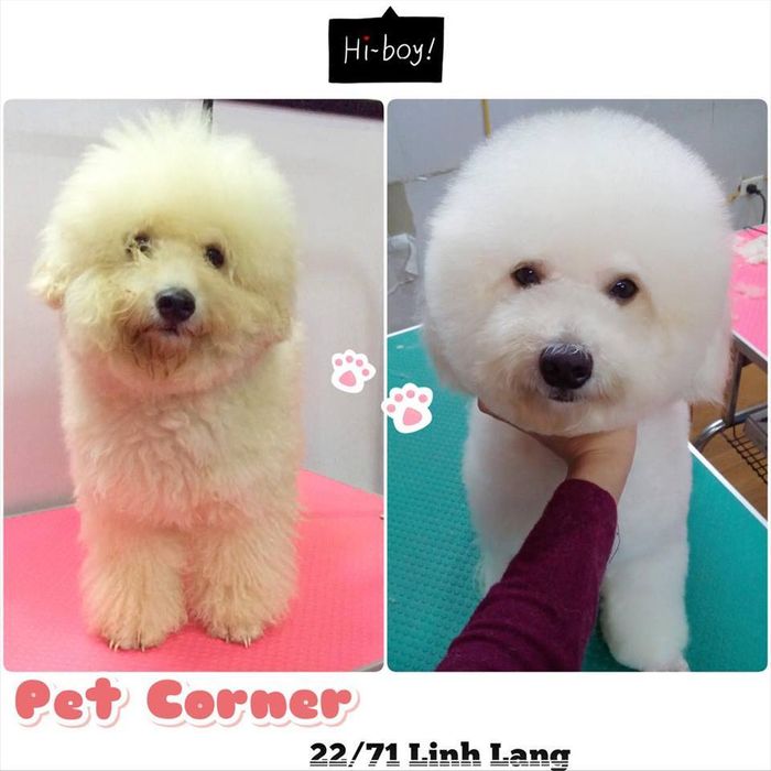 Ảnh Pet Corner 3
