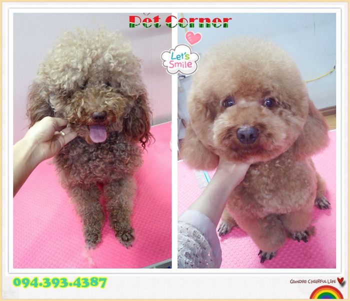 Ảnh Pet Corner 2