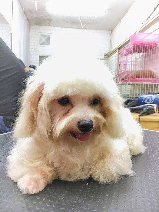 ILU Pet ảnh 3
