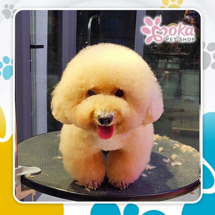 Hình ảnh không gian sang trọng tại Moka Petshop
