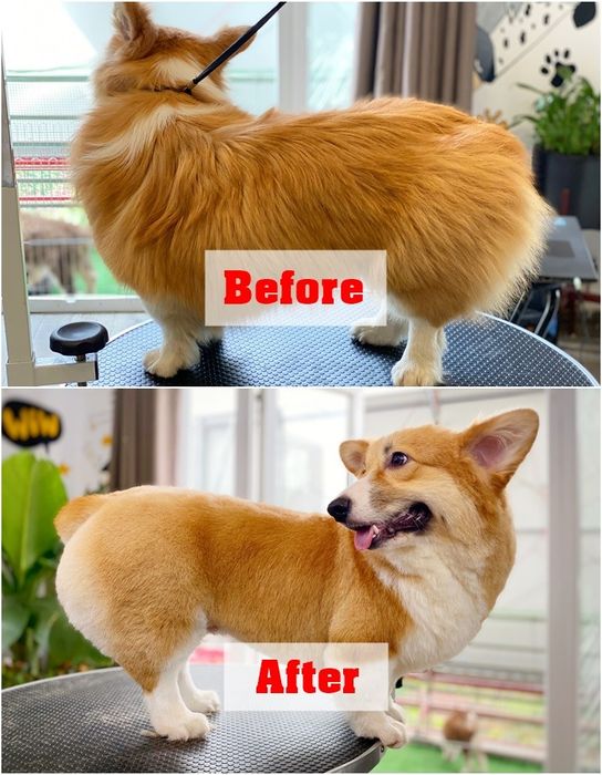 AZPET SPA ảnh 1
