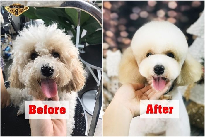 AZPET SPA ảnh 3