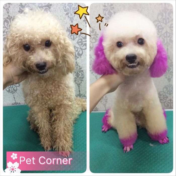 Ảnh Pet Corner 1