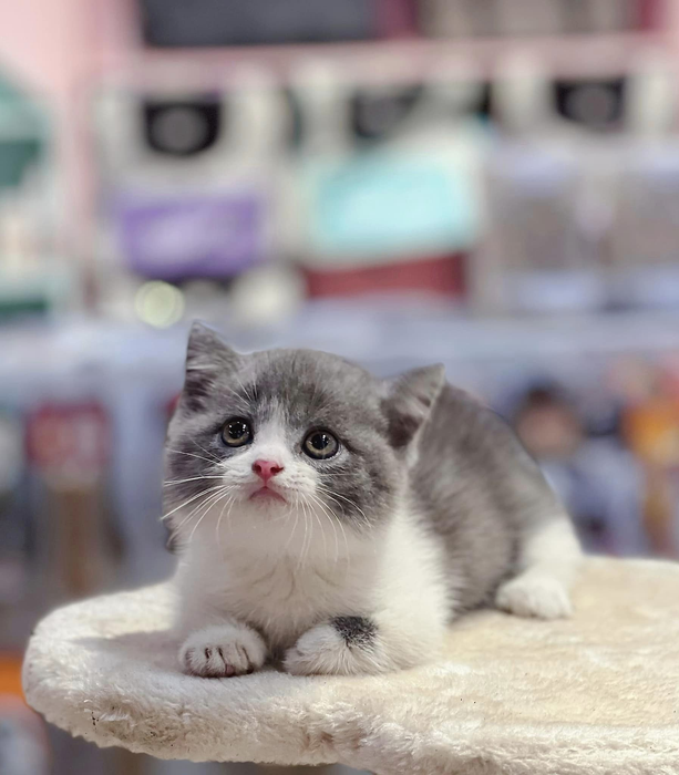 Mật Pet Family ảnh 1