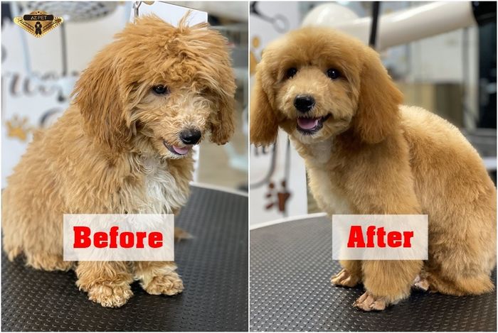 AZPET SPA ảnh 2
