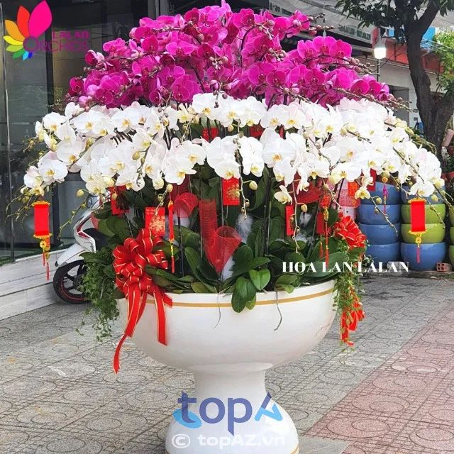 Hoa Lan Lalan – Địa chỉ tin cậy cho những chậu hoa lan hồ điệp đẹp.