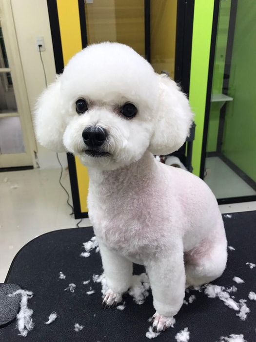 Pet Gold - Siêu thị thú cưng ảnh 1