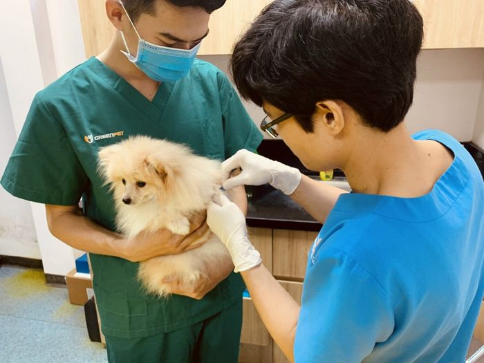 Bệnh viện thú cảnh Greenpet ảnh 1