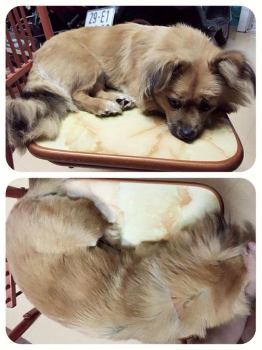 Ảnh Kún Miu Pet Shop 3