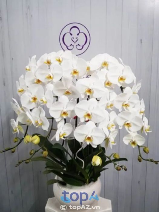 Cửa hàng hoa lan Sài Gòn – Điểm đến lý tưởng cho những chậu lan hồ điệp đẹp