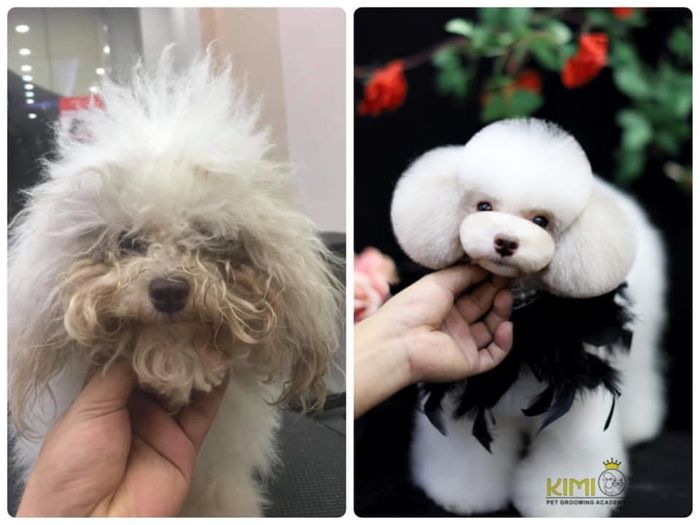 Ảnh Kimi Pet - Thế Giới Thú Cưng 3