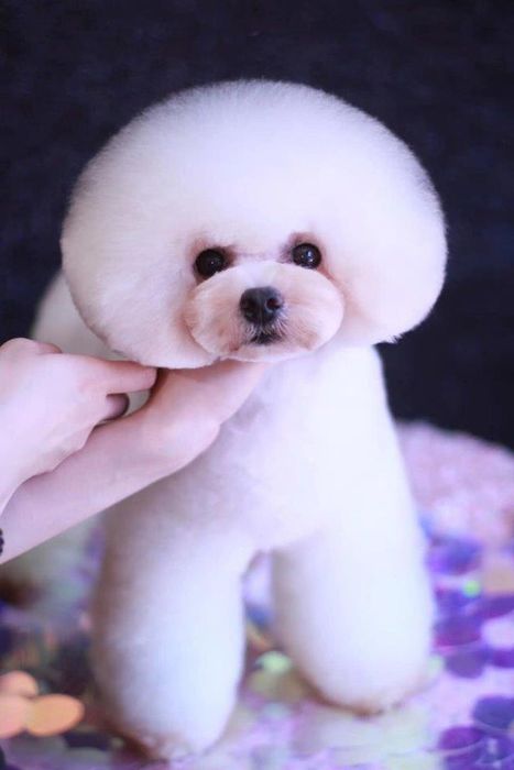 Pet Gold - Siêu thị thú cưng ảnh 3