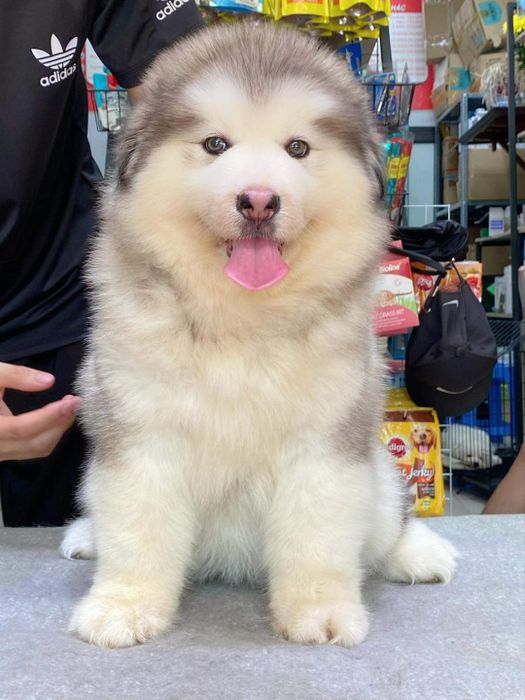 Mật Pet Family ảnh 3