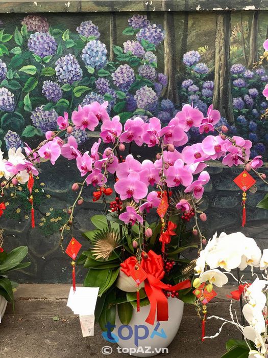 Emy Flora - Tinh hoa lan hồ điệp đất Sài thành