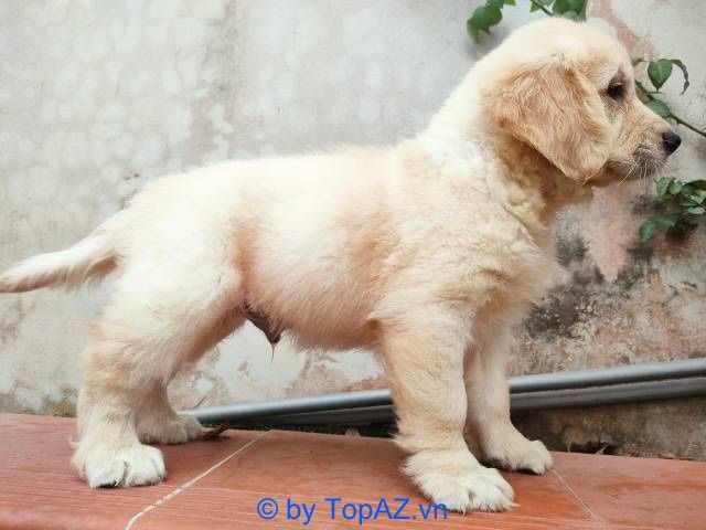 Chó Golden thuần chủng với giá hợp lý
