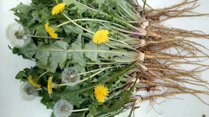 Hình ảnh tuyệt đẹp của bồ công anh - loài hoa dại đa công dụng