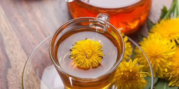 Bồ công anh qua ống kính - vẻ đẹp thuần khiết và dược tính quý giá