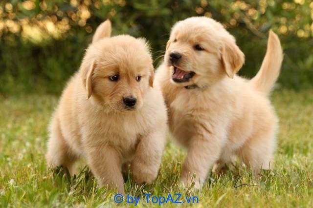 Địa chỉ bán chó Golden ở Hà Nội