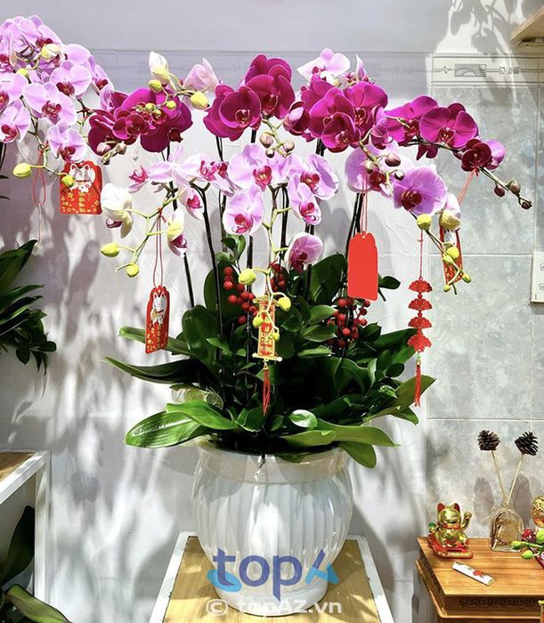 Gốm Flowers, địa chỉ nổi tiếng cung cấp lan hồ điệp tại Gò Vấp, luôn mang đến cho khách hàng những sản phẩm hoa tươi đẹp, chất lượng, giúp làm đẹp không gian sống và thắt chặt tình cảm giữa những người thân yêu.