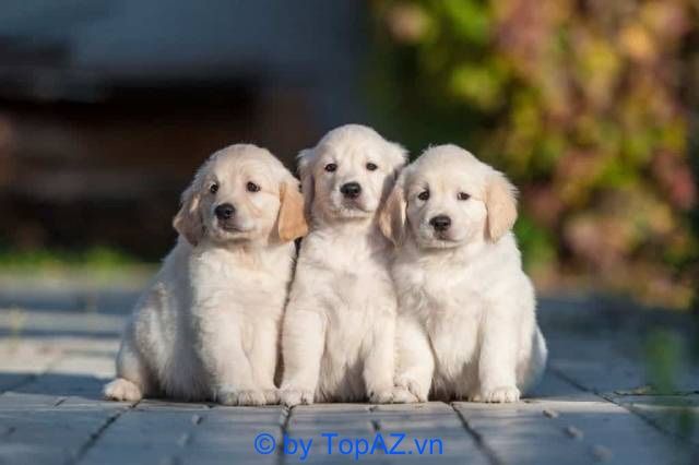 Chó cảnh giá hợp lý