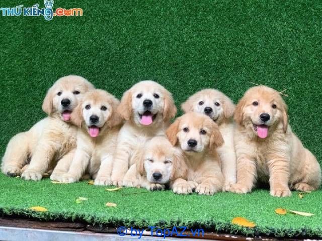 Mua chó cảnh tại Hà Nội