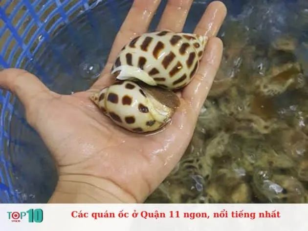 Các quán ốc nổi tiếng và ngon nhất tại Quận 11