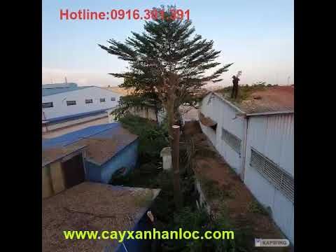 Dịch vụ trọn gói: Cắt tỉa cây xanh - Trồng mới - Chăm sóc cảnh quan đô thị