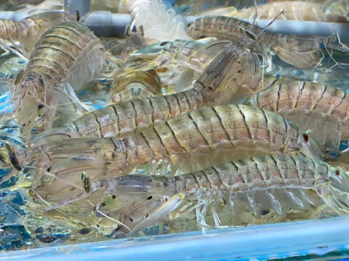 Bữa tiệc hải sản tươi ngon từ làng chài