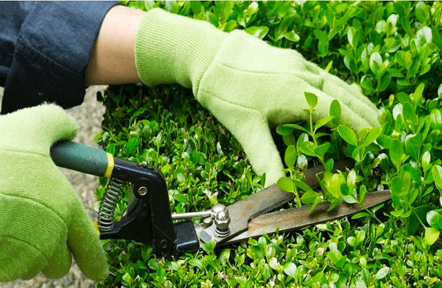 Công Ty TNHH Dịch Vụ Cây Xanh Athena