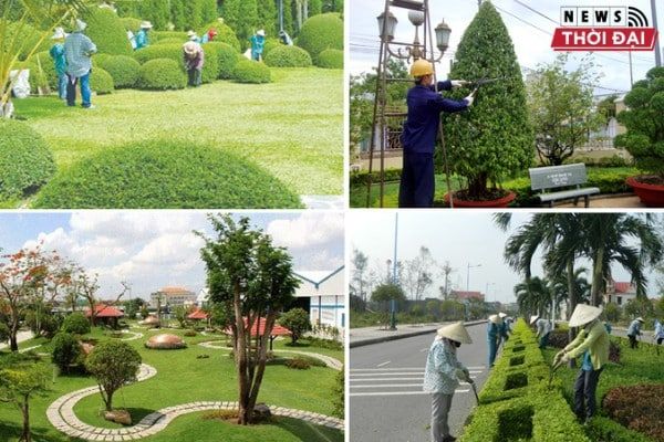 Công ty TNHH Dịch vụ Cảnh quan & Bảo dưỡng Cây xanh Ánh Sao
