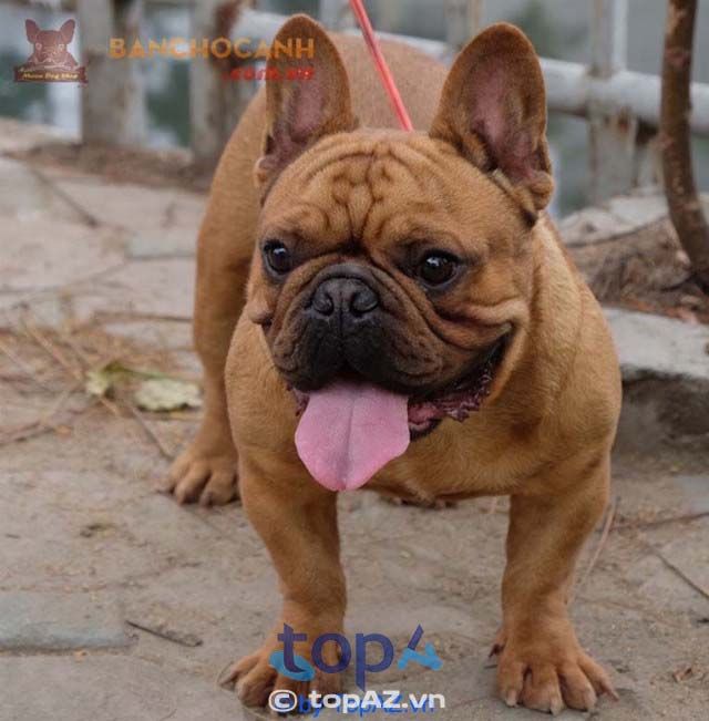 Địa chỉ mua chó Bulldog Pháp tại Hà Nội