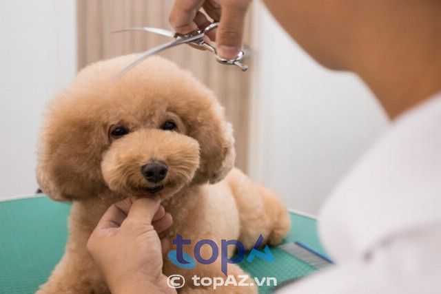Phòng khám Thú y iVet - Nơi gửi trọn niềm tin