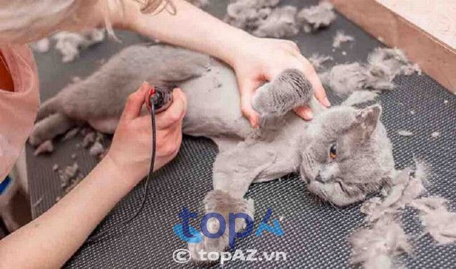 Bông Salon & Minh Thư Clinic - Địa chỉ vàng cho sắc đẹp thú cưng