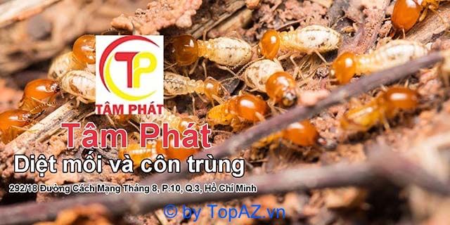 diệt mối nhà xưởng tphcm