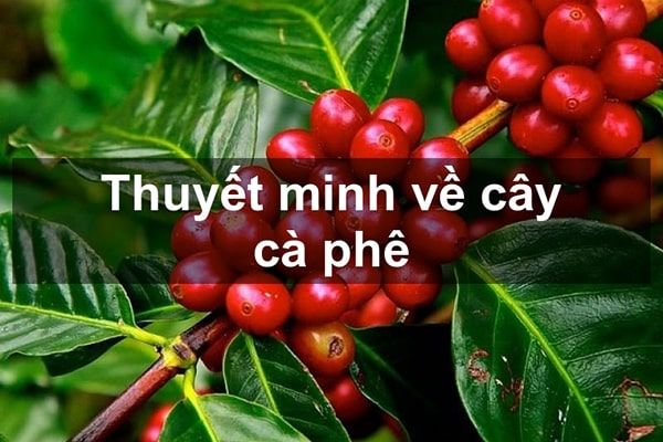 Ảnh minh họa (Nguồn internet) ảnh 1