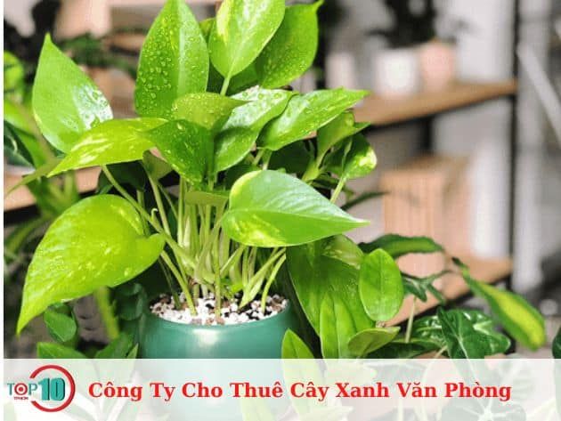 Dịch Vụ Cho Thuê Cây Cảnh Cao Cấp