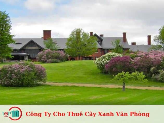 Dịch Vụ Cho Thuê Cây Cảnh Cao Cấp