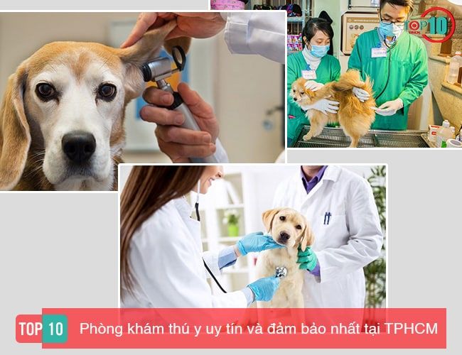 Địa chỉ phòng khám thú y uy tín tại thành phố Hồ Chí Minh