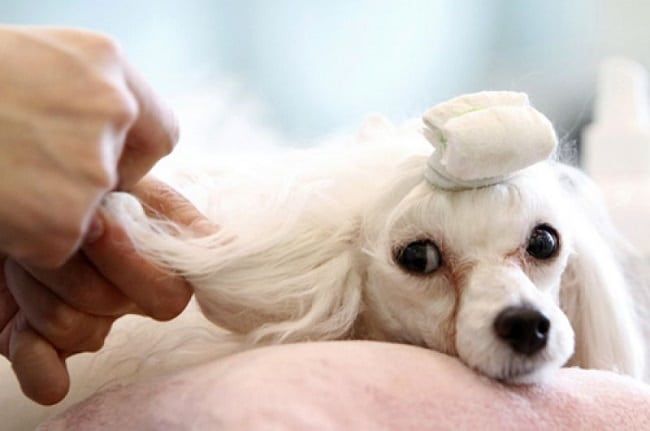 Sài Gòn Veterinary Clinic - Một trong những phòng khám thú y đạt chuẩn quốc tế hàng đầu tại TP.HCM