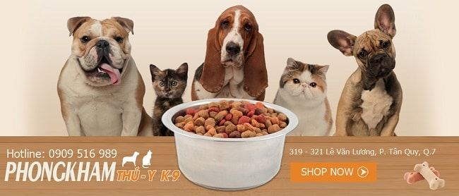 K9 - Một trong những phòng khám thú y đạt chuẩn chất lượng hàng đầu tại TP.HCM