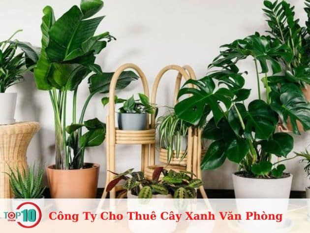 Dịch Vụ Cho Thuê Cây Cảnh Văn Phòng Cao Cấp