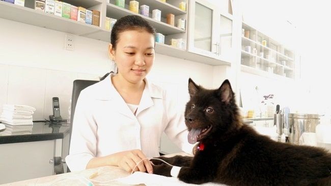 Sài Gòn Pet - Một trong những phòng khám thú y đạt chuẩn quốc tế hàng đầu tại TP.HCM